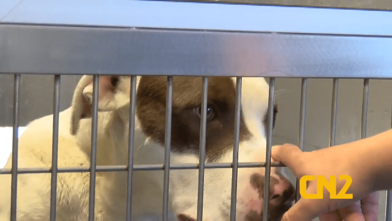 Crowded Lancaster County Animal Shelter Needs Help - CN2 News